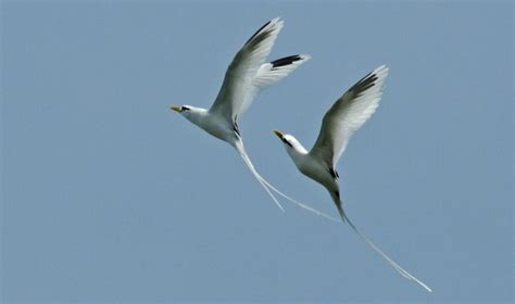 White-tailed Tropicbird – "OCEAN TREASURES" Memorial Library