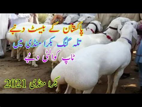 Talagang Mandi Main Sab Se Best Qurbani Waly Dumbe Bakra Mandi