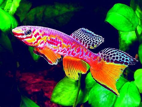 Top 10 Most Colorful Freshwater Fish For Your Freshwater Aquarium Artofit