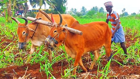 Bull Ploughing The Field With Bull Bullock Ploughing Video Ploughing