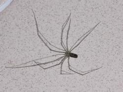 Ara A De Patas Largas Pholcus Phalangioides Ecoregistros