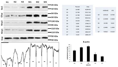 The Interpretation Of Paper And Unusual Bands In Western Blot