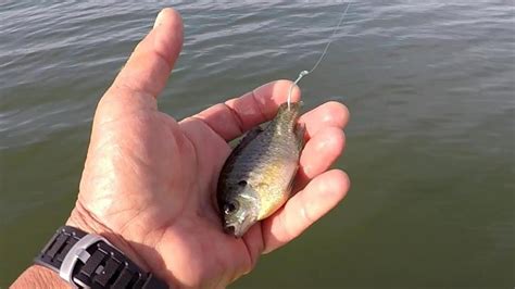 Fishing With Bluegill As Bait YouTube