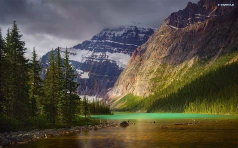 Drzewa Park Narodowy Jasper Lasy G Ra Kanada Mount Edith Cavell