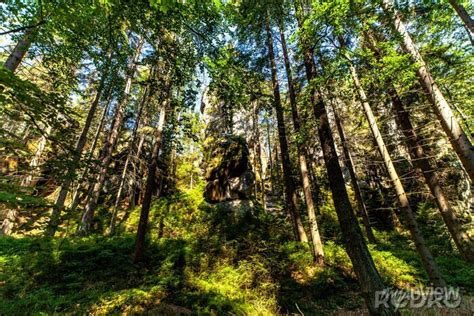 Las Drzewa Przyroda Natura Czechy Skalne Miasto Adrspach Posters For