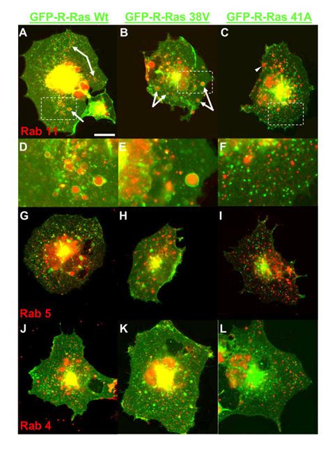 Gfp R Ras Colocalizes With Rab But Not Rab Or Rab Positive