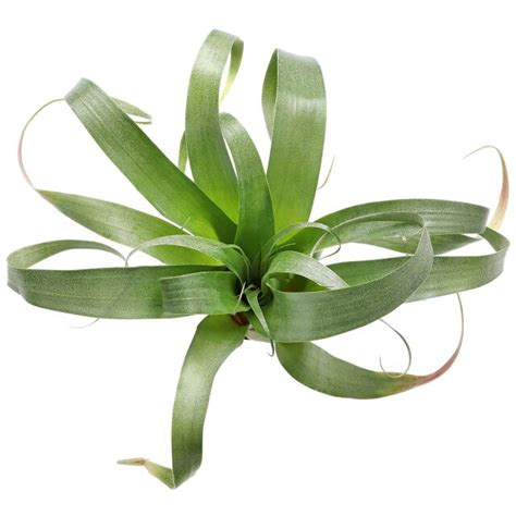 Tillandsia Samantha Einzelpflanze Xl Aquasabi Aquarium Shop