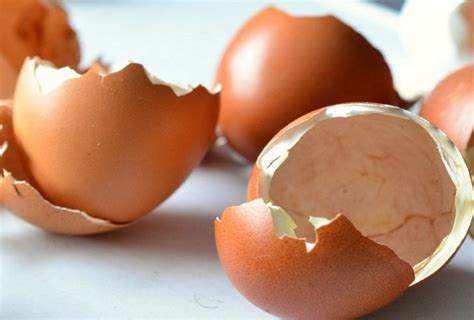 Todo lo que necesitas son 3 cáscaras de huevo y una simple pastilla de