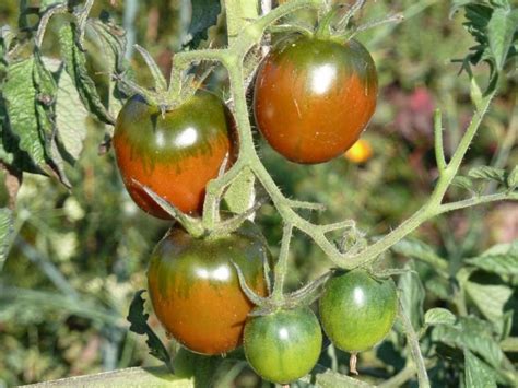 Tomate Russische Schwarze Solanum Lycopersicum Samenbau Nordost