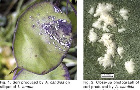 Figure 2 From First Report Of White Rust Of Lunaria Annua Caused By