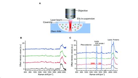 Raman Spectroscopy Of Extracellular Vesicle Ev Samples A