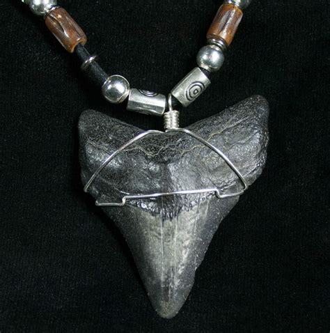 Megalodon Tooth Necklace Tooth For Sale Fossilera