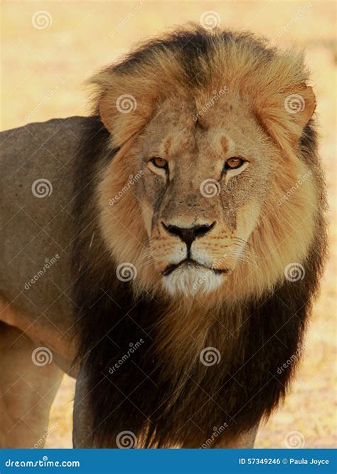 Cecil the Hwange Lion stock photo. Image of holiday, africa - 57349246