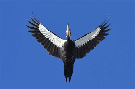 Ml614754852 Pileated Woodpecker Macaulay Library