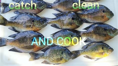 Catching Bluegill On Light Tackle With A Popper CATCH CLEAN AND COOK