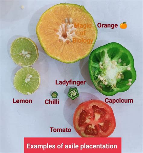 axile placentation  plants
