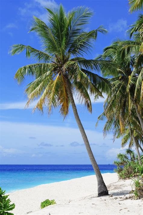 Tropics Sky Caribbean Palm Tree Picture Image