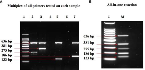 Frontiers A Multiplex Pcr Assay For The Differentiation Of