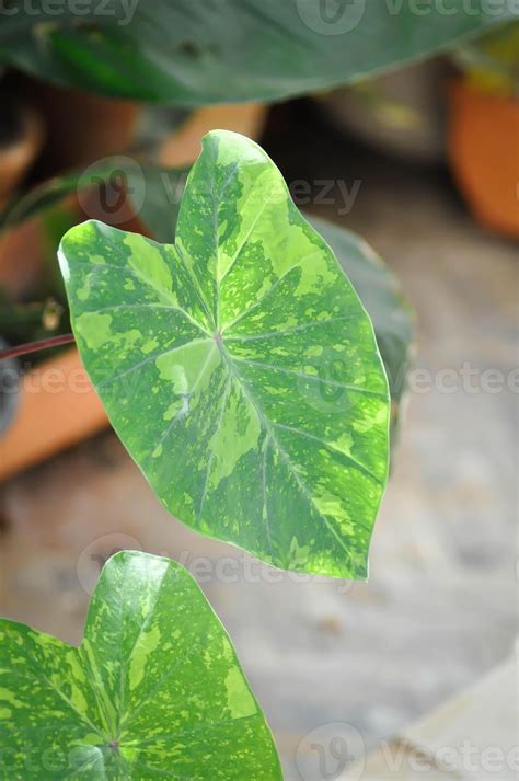 Colocasia Esculenta Lemon Lime Gecko Or Colocasia Stock Photo