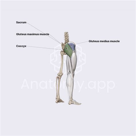 Gluteus Maximus And Gluteus Medius Muscles Obstetric Anatomy Organ