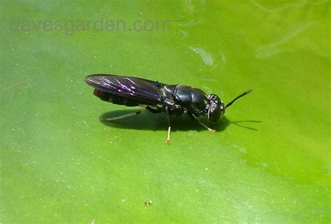 Insect And Spider Identification Closed Black Flying Insect To Be Id