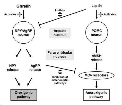 A Simplified Model Of The Feeding Regulatory Signalling Of Ghrelin And