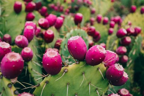 5 Edible Cacti And Succulents You Can Grow Indoors Modern Farmer