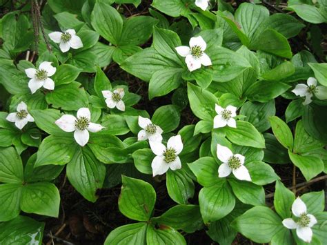 Super Natural Landscapes | Cornus canadensis