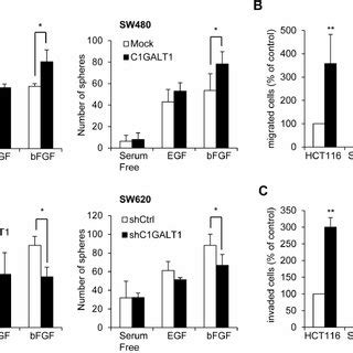 C Galt Regulates Bfgf Induced Malignant Phenotypes In Colon Cancer