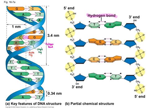 Diagram Of Molecular Structure Of Dna Dna Structural Diagram