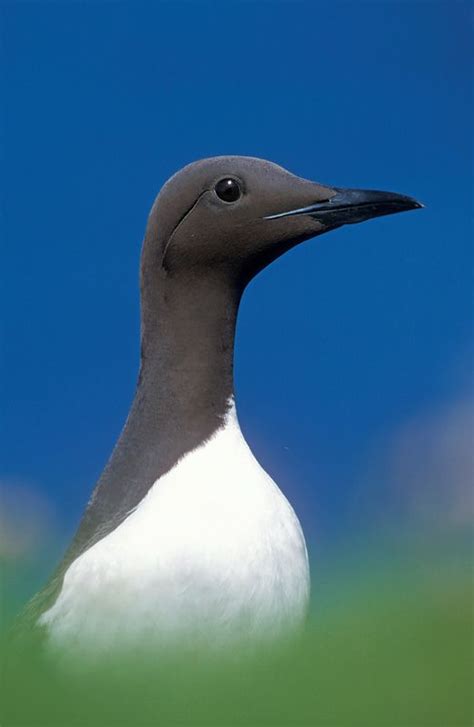 Seabird Photography | How to Photograph Seabirds | Wildlife photography tips, Sea birds, Bird ...