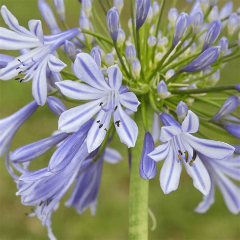 Lily Of The Nile Plant Care And Growing Guide Home For The Harvest