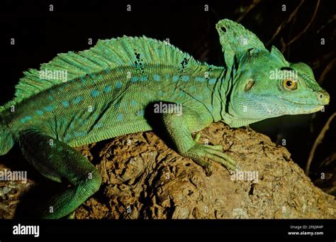 The Plumed Basilisk Basiliscus Plumifrons Also Called Commonly The