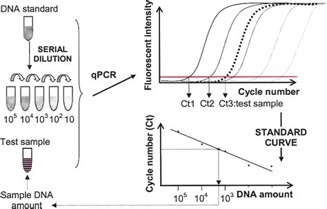 Real Time Pcr Diagram