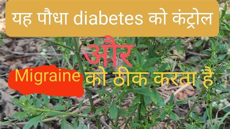 Diabetes Kaise Control Kare Control Sugar Level Migraine Ka Ilaj