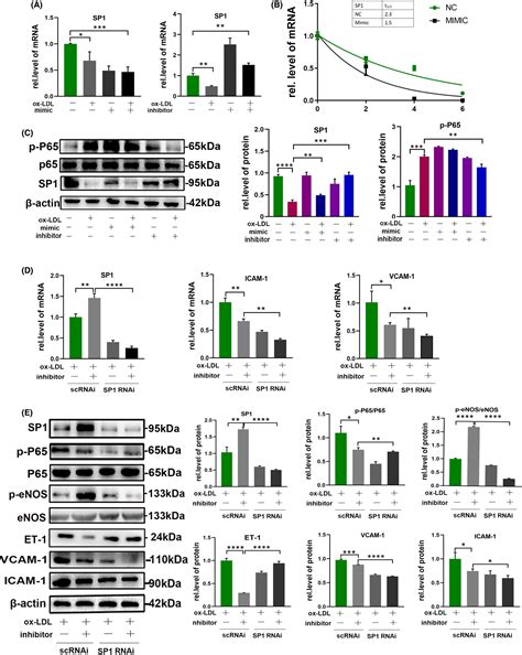 Macrophagederived Exosomal MiR4532 Promotes Endothelial Cells Injury