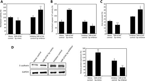 MiR 6744 5p Promotes Anoikis In MCF 7 Effects Of Overexpression Or