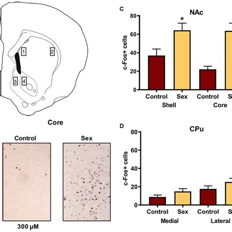 Female Sexual Behavior Activates The Nucleus Accumbens NAc Shell And