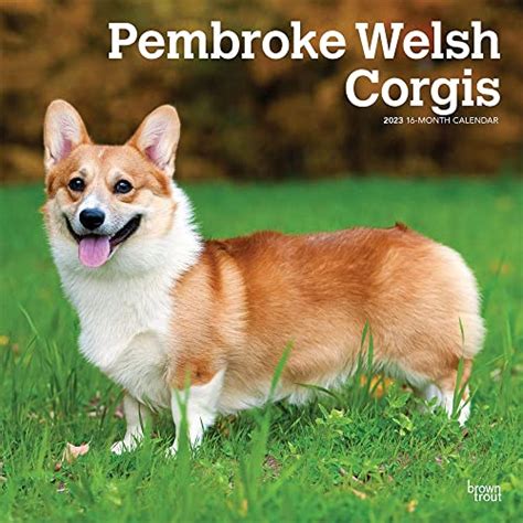 Pembroke Welsh Corgis 2023 12 X 24 Inch Monthly Square Wall Calendar