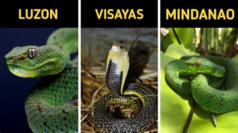 5 COMMON Types Of Snakes Found In The Philippines Nature Blog Network