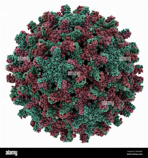 Hepatitis B Virus Capsid Molecule Computer Model Showing The Structure