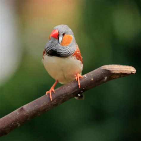 The Joy Of Keeping Finches As Pets A Complete Guide