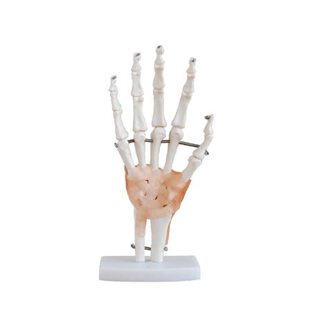 BOU 114A Life Size Hand Joint With Ligaments Model DARHMMY