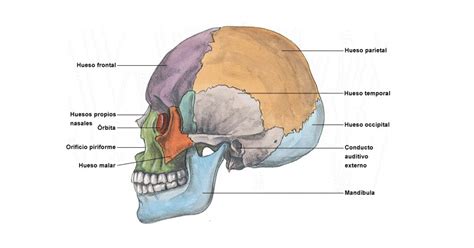Huesos De La Cara Y Craneo