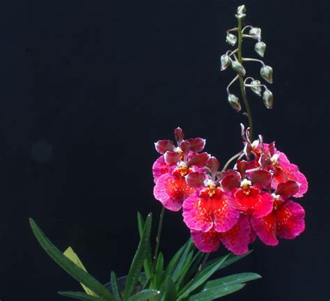 Tolumnia Jairak Rainbow Charming Cultivated In The Gla Flickr