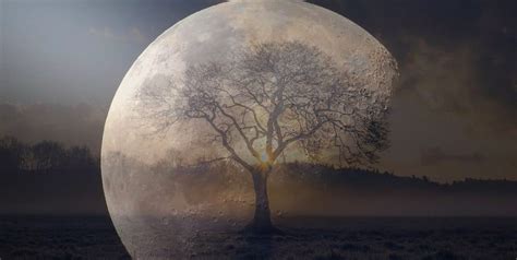 Flown to the Moon and Back: The Mystery of NASA's "Moon Trees"