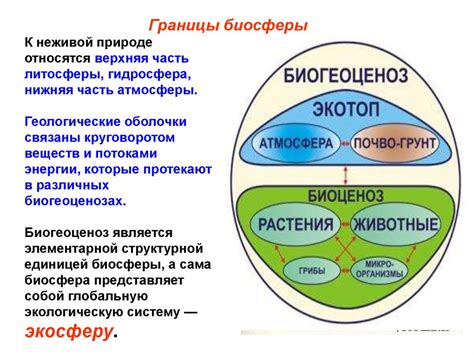 Что такое биосфера и как она устроена - презентация онлайн