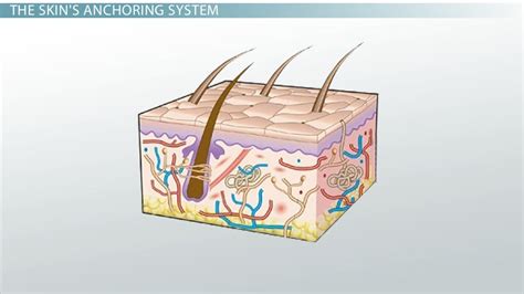 Basement Membrane Function Definition And Structure Video And Lesson