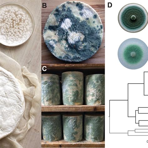 Penicillium molds in the cheese environment. (A) The white mold known ...