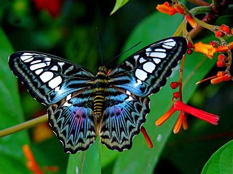 Blue Clipper Butterfly Butterfly Species Most Beautiful Butterfly